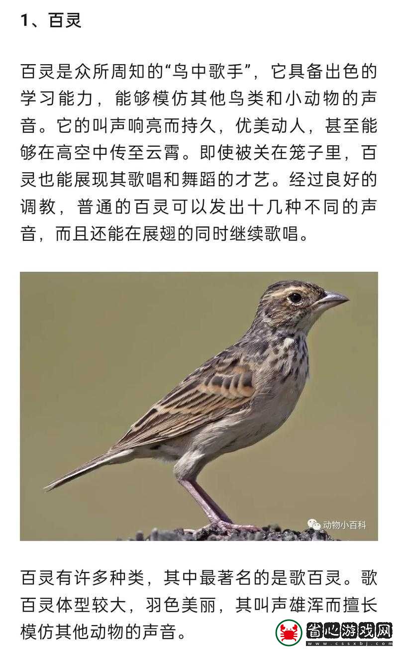 北加爾鳥(niǎo)族究竟有何獨(dú)特之處