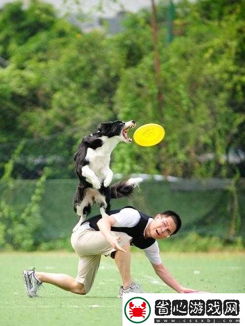 在公園中通過扔飛盤訓練狗只狗只在接到飛盤后可以獲得零食獎勵